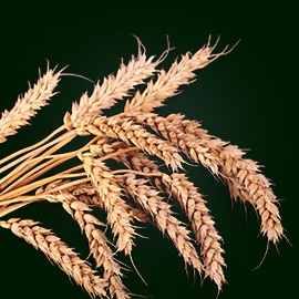 Wheat active ingredient | René Furterer