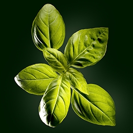 Basil active ingredient | René Furterer