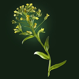 Camelina active ingredient | René Furterer