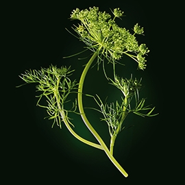 Caraway active ingredient | René Furterer