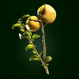 Quince active ingredient | René Furterer