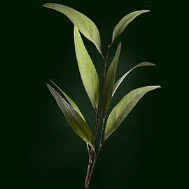 actif-eucalyptus.jpg (270×270)