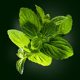 Mint active ingredient | René Furterer