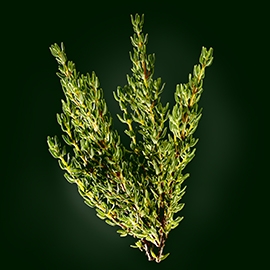 Thyme active ingredient | René Furterer