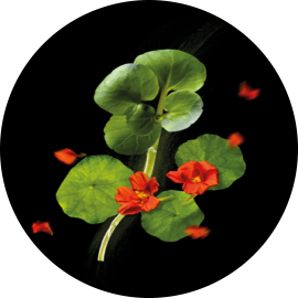 rf_website_biotrinine_actives_product-page_400x493.png (270×270)