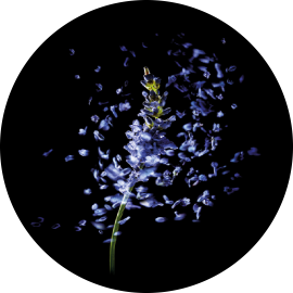 rf_website_lavender_actives_product-page_400x493.png (270×270)