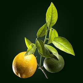 Lemon active ingredient | René Furterer